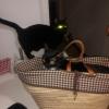 Panterita in basket
